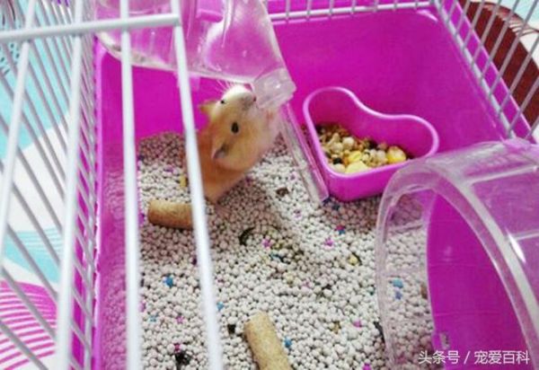 仓鼠怎么养——仓鼠的日常饲养方法