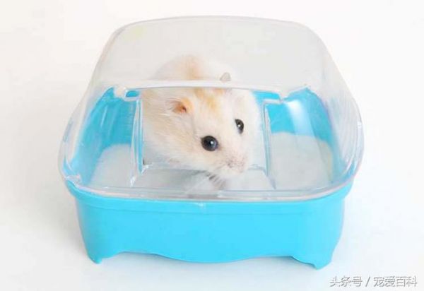 仓鼠怎么养——仓鼠的日常饲养方法