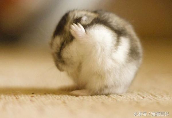 仓鼠怎么养——仓鼠的日常饲养方法