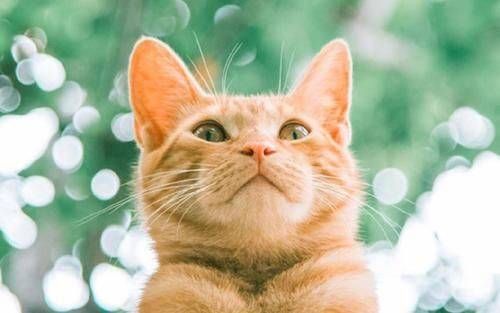 猫咪低敏肉源有哪些？鸡肉、鱼肉、羊肉可以吗？