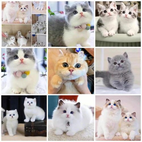 宠物猫配件怎么选择