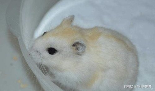 如何洗仓鼠的方法有哪些，小仓鼠要怎么洗