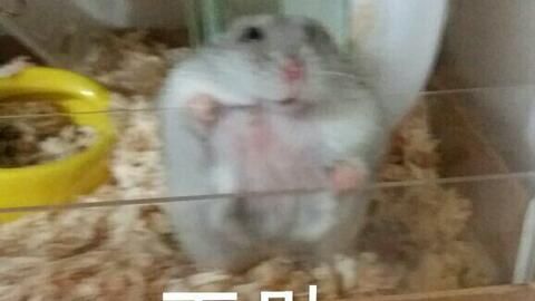 如何洗仓鼠的方法有哪些，小仓鼠要怎么洗