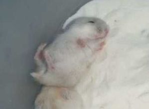 如何洗仓鼠的方法有哪些，小仓鼠要怎么洗