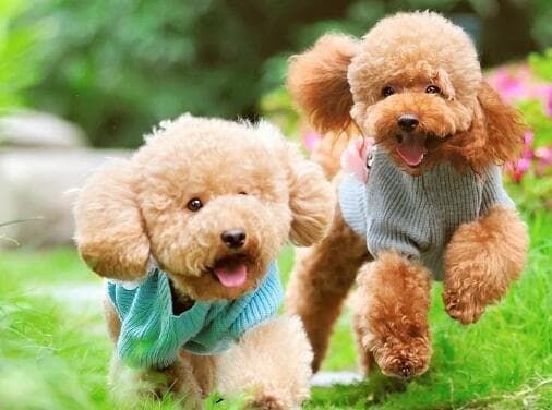 豚鼠寿命影响因素_荷兰鼠上海国际托运宠物_小型哺乳宠物寿命