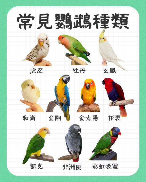 新手养鹦鹉注意事项：从挑选到照护一篇通关