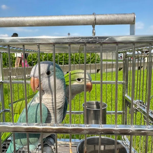 新手养鹦鹉注意事项：从挑选到照护一篇通关