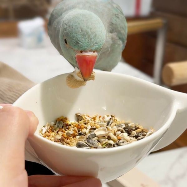 新手养鹦鹉注意事项：从挑选到照护一篇通关