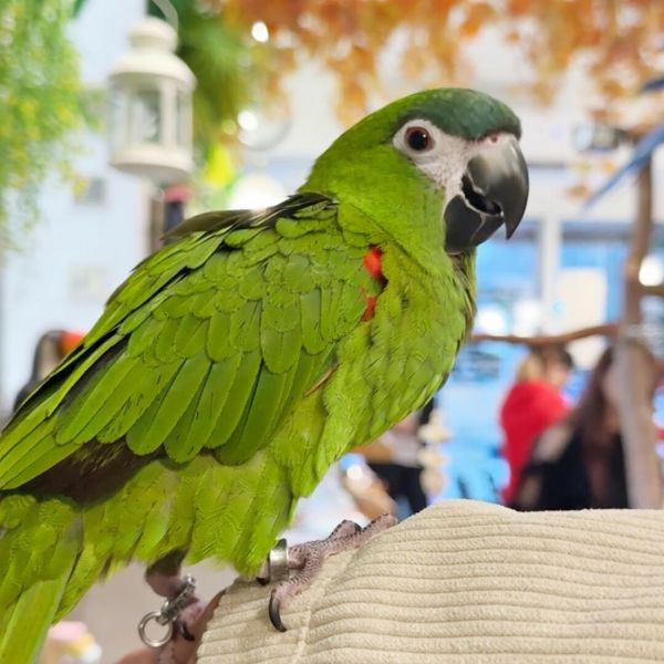 新手养鹦鹉注意事项：从挑选到照护一篇通关