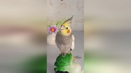 它真的好像个小宝宝