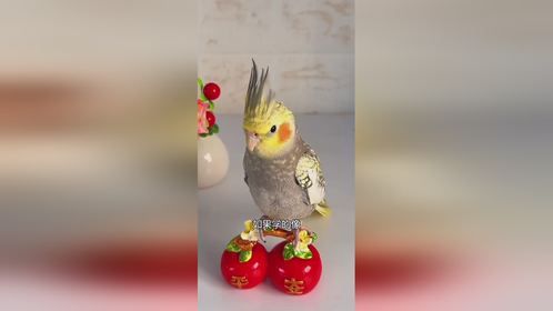 神奇动物在抖音，萌萌的小动物