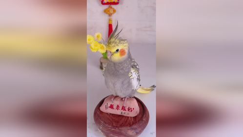 说话鹦鹉 可爱萌宠