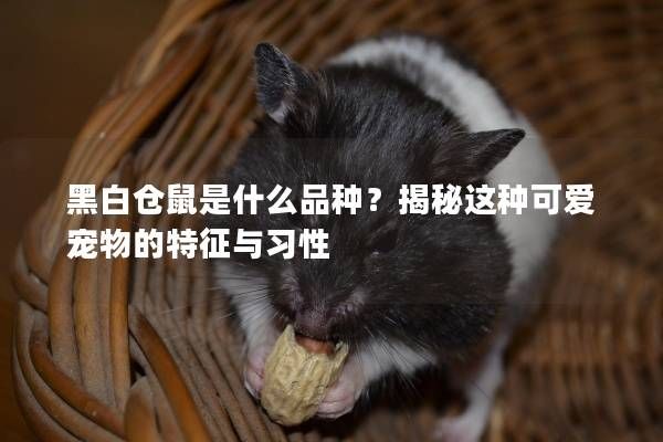 黑白仓鼠是什么品种？揭秘这种可爱宠物的特征与习性