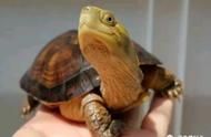 颠覆传统！这些方法让你的龟更健康快乐