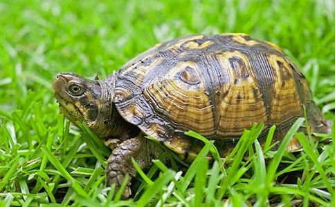 【实用】乌龟的观察日记4篇
