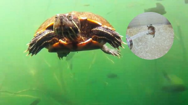 Thumbplayer Poster Plugin Image