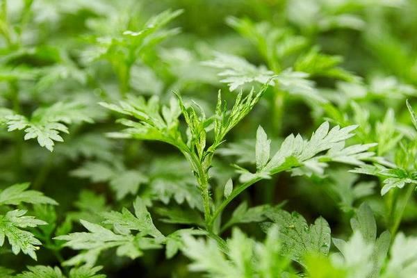 现在种什么药材赚钱？这三个是不错的选择