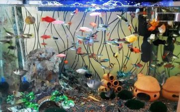 乌龟为什么不能养双数