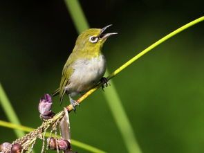 揭秘：绣眼鸟一年交多少个月，宠物界的“小精灵”！