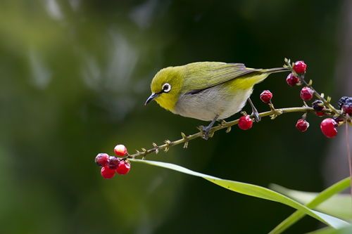 揭秘：绣眼鸟一年交多少个月，宠物界的“小精灵”！