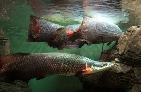 宠物巨骨舌鱼食谱指南：营养均衡，美味健康！