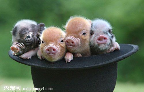 如何饲养宠物猪？