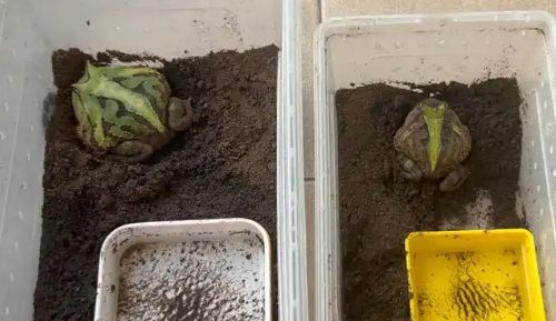 角蛙：饲养心得与指南