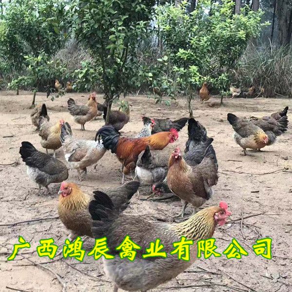 昭通土鸡苗种蛋