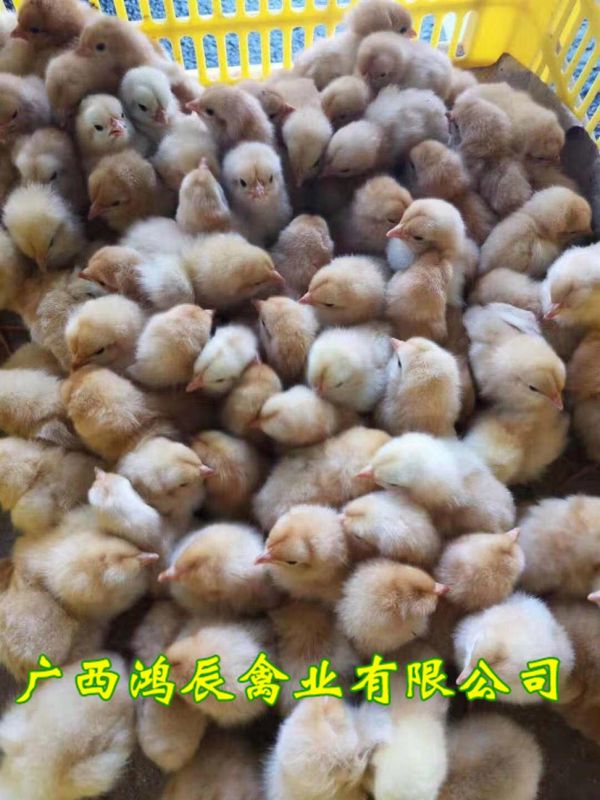 昭通土鸡苗种蛋