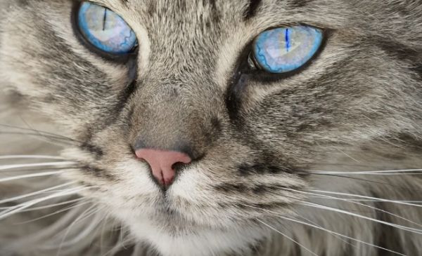 宠物寄养需求大增46%，小区物业开始接单