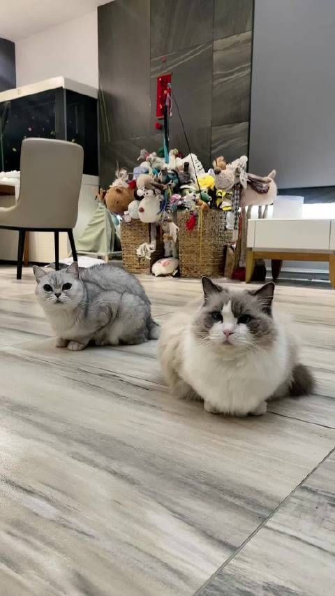 谈论小动物互动及投喂内容，分析宠物习性