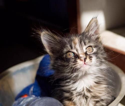 小猫的饮食习惯和体温变化（了解宠物小猫的健康需求和食物摄入量）
