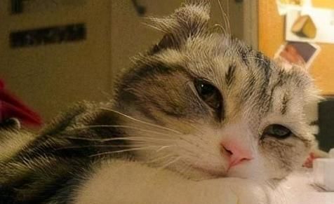 小猫的饮食习惯和体温变化（了解宠物小猫的健康需求和食物摄入量）