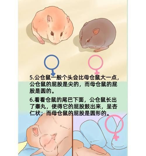 购买街上仓鼠时应注意什么？如何辨别仓鼠健康？
