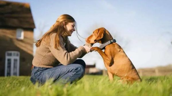 养宠经济爆发！“懂”狗狗的AI项圈三个月吸金百万美元