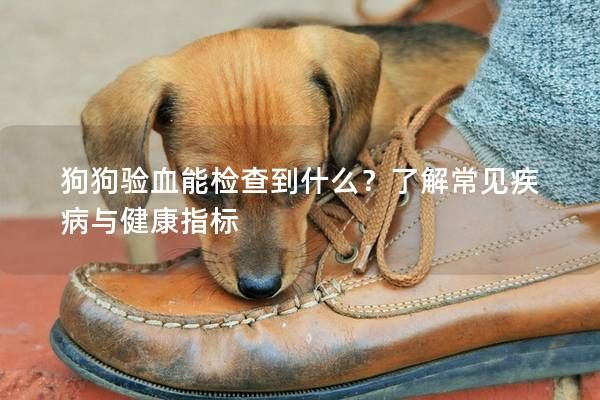 狗狗验血能检查到什么？了解常见疾病与健康指标