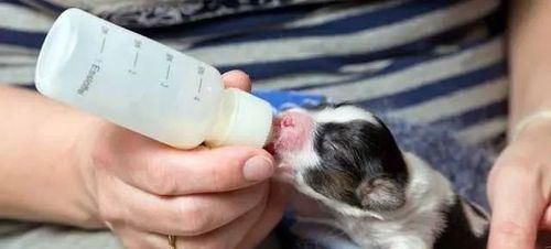 宠物小狗拉稀了不要喂食，正确处理方法全解析（小狗拉稀）