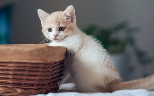 宠物猫怎么培养成的