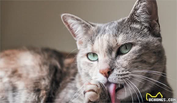 猫咪的性格是天生的吗？影响猫咪性格的7个因素，了解一下吧