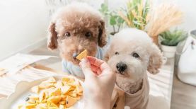 小海药业 | 犬用益生菌火出圈，宠主爱买啥？品牌怎么拼？