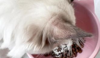 小海药业 | 犬用益生菌火出圈，宠主爱买啥？品牌怎么拼？