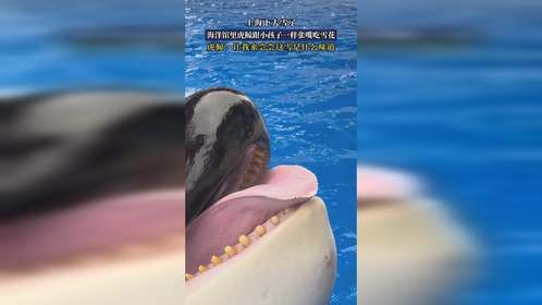 上海下大雪了，海洋馆里虎鲸跟小孩子一样张嘴吃雪花