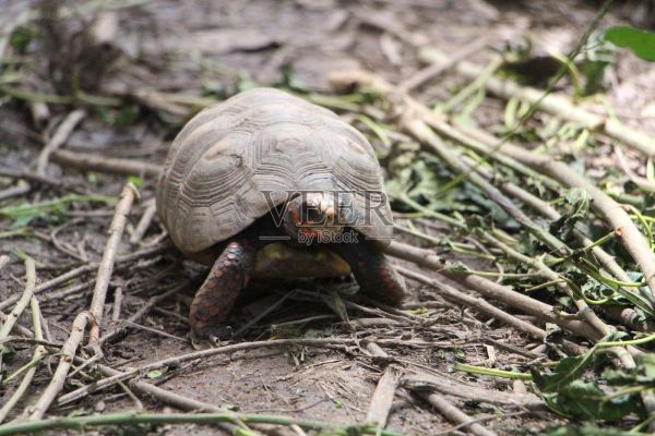 可爱的红足龟宝宝在自然中，红足龟（Chelonoidis carbonarius）是来自南美北部的一种龟类。照片摄影图片