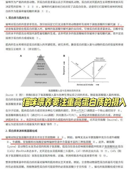 挑食猫咪半年长4斤，健康长肉猫粮推荐草本魔力