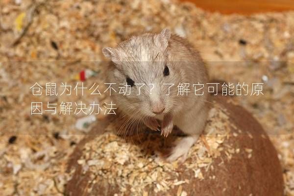 仓鼠为什么不动了？了解它可能的原因与解决办法