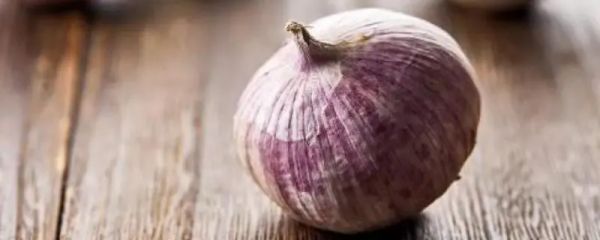 独头蒜什么时候种植，种植方法分享