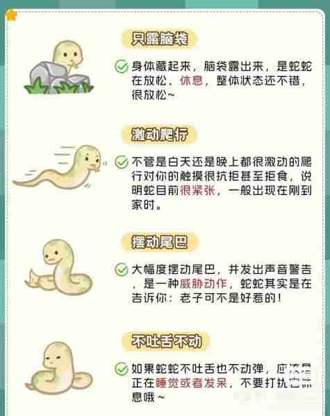 宠物蛇会被蛰吗？详解宠物蛇的养护与注意事项（含图片）