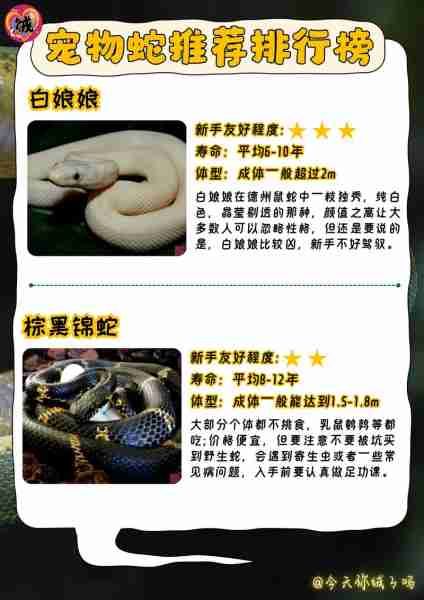 宠物蛇会被蛰吗？详解宠物蛇的养护与注意事项（含图片）