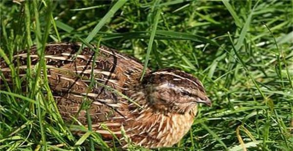 以纳塔柔毛鼠为宠物的饲养方法（打造快乐健康的毛小孩生活）