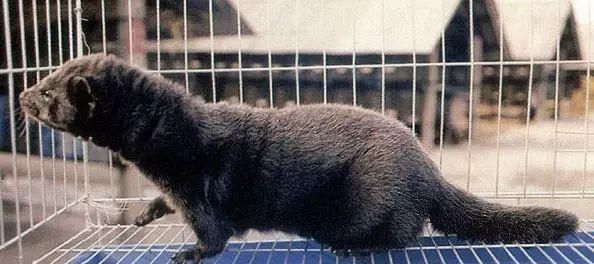 以纳塔柔毛鼠为宠物的饲养方法（打造快乐健康的毛小孩生活）